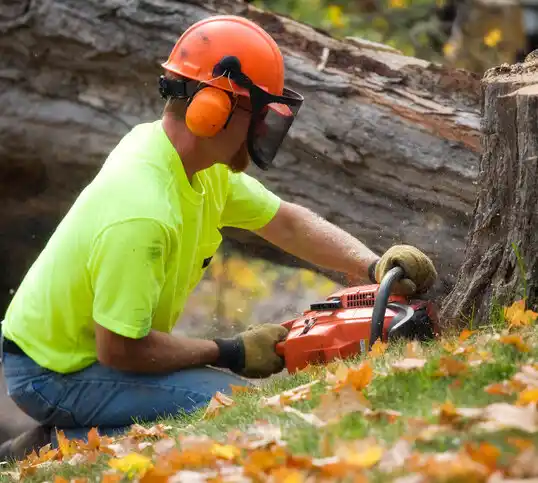 tree services Moriarty